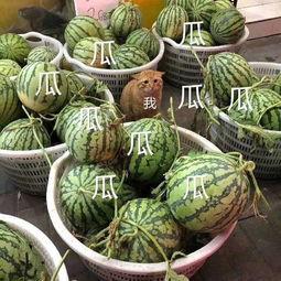 吃瓜娱乐图片头像